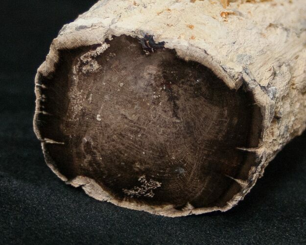 Long Petrified Juniper Root - Oregon #16903
